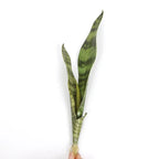Artificial Aloe Vera Plant Desktop Outdoor Home & Event Decor