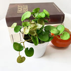 Artificial Mini Copper Coin Grass Plant for Decor