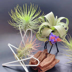 Metal Desktop Flower Rack for Air Plants