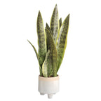 Artificial Aloe Vera Plant Desktop Outdoor Home & Event Decor