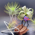 European Style Metal Desktop Flower Rack