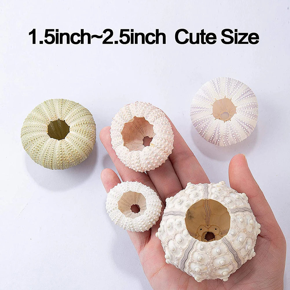 Natural Sea Urchin Shell Plant Pots Mini Marine Aquarium Home Decor