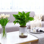 Double Layer Self-Watering Hydroponic Planter