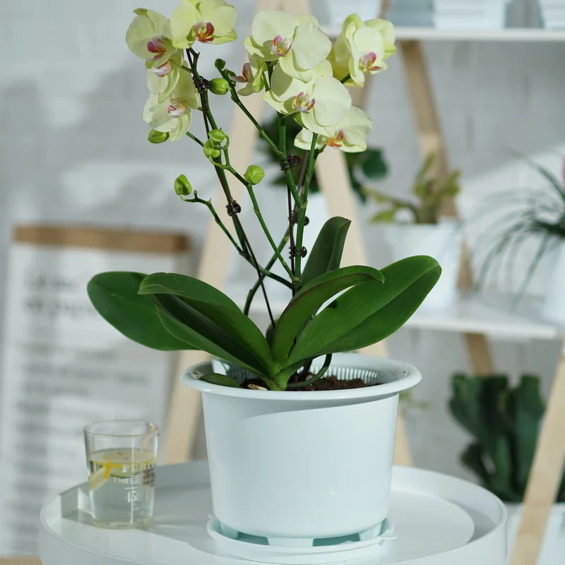 Double Layer Mesh Orchid Pot with Drainage Holes