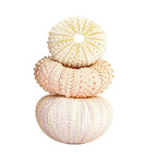 Natural Sea Urchin Shell Plant Pots Mini Marine Aquarium Home Decor
