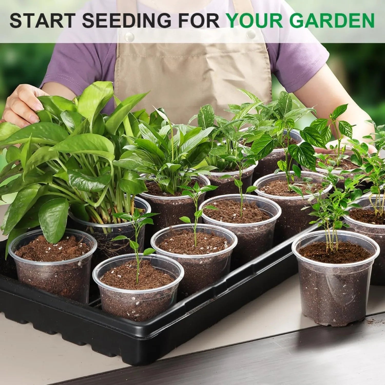 Transparent Plastic Nursery Pots with Drainage Holes