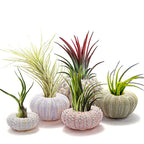 Natural Sea Urchin Shell Plant Pots Mini Marine Aquarium Home Decor