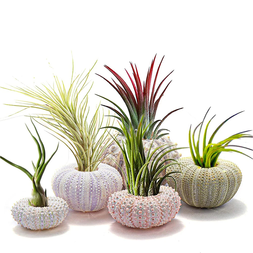 Natural Sea Urchin Shell Plant Pots Mini Marine Aquarium Home Decor