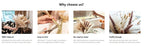 Flower Dried Pampas Grass Bouquet Indoor Home & Event Decor