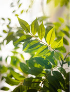 77–135cm Artificial Fiddle Leaf Ficus Fig Tree