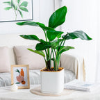 Self-Watering Nordic Style Square Flower Pot