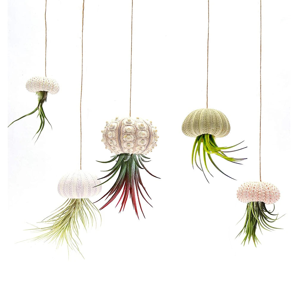 Natural Sea Urchin Shell Plant Pots Mini Marine Aquarium Home Decor
