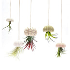 Natural Sea Urchin Shell Plant Pots Mini Marine Aquarium Home Decor
