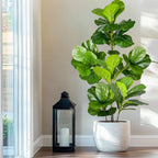 77–135cm Artificial Fiddle Leaf Ficus Fig Tree