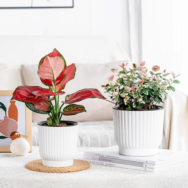 Self-Watering Resin Succulent Planter Pot