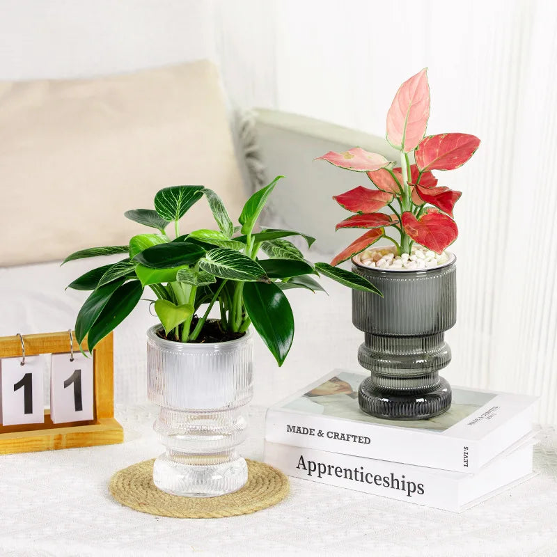 Self-Watering Transparent Plastic Succulent Pot