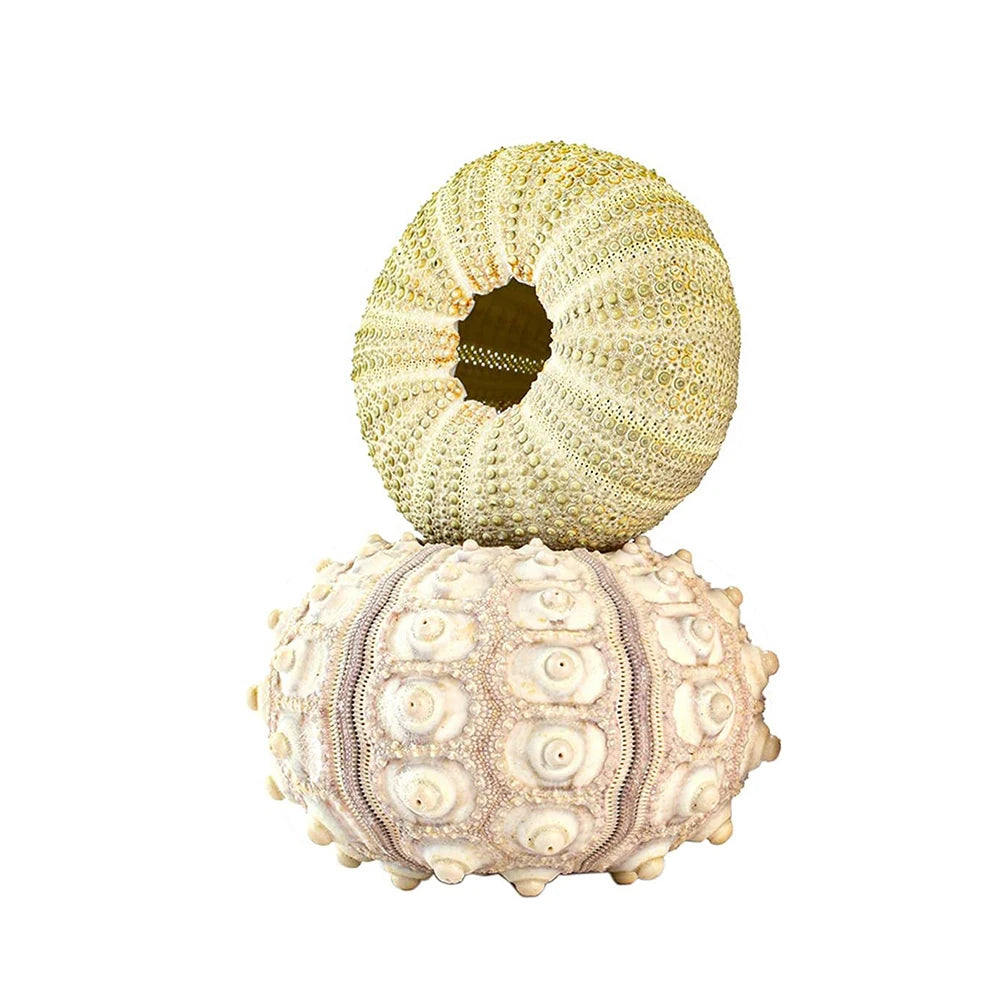 Natural Sea Urchin Shell Plant Pots Mini Marine Aquarium Home Decor