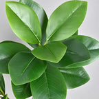 77–135cm Artificial Fiddle Leaf Ficus Fig Tree