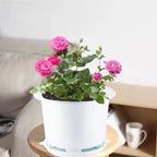 Double Layer Mesh Orchid Pot with Drainage Holes