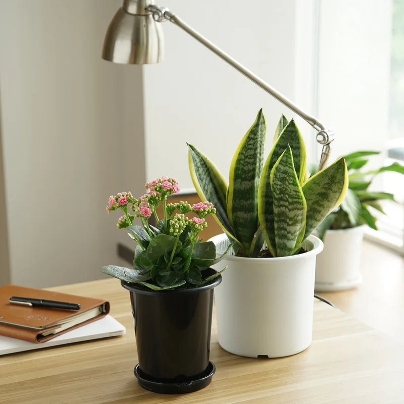 Double Layer Mesh Orchid Pot with Drainage Holes
