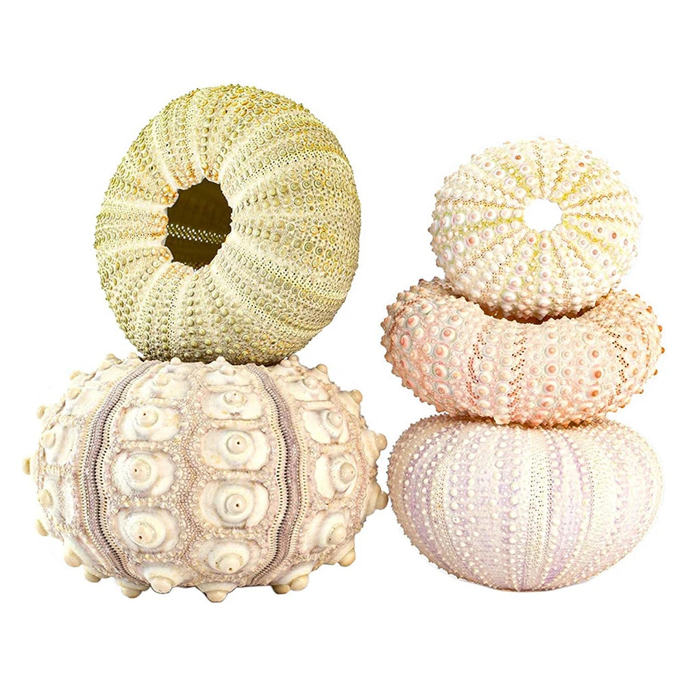 Natural Sea Urchin Shell Plant Pots Mini Marine Aquarium Home Decor