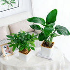 Self-Watering Nordic Style Square Flower Pot