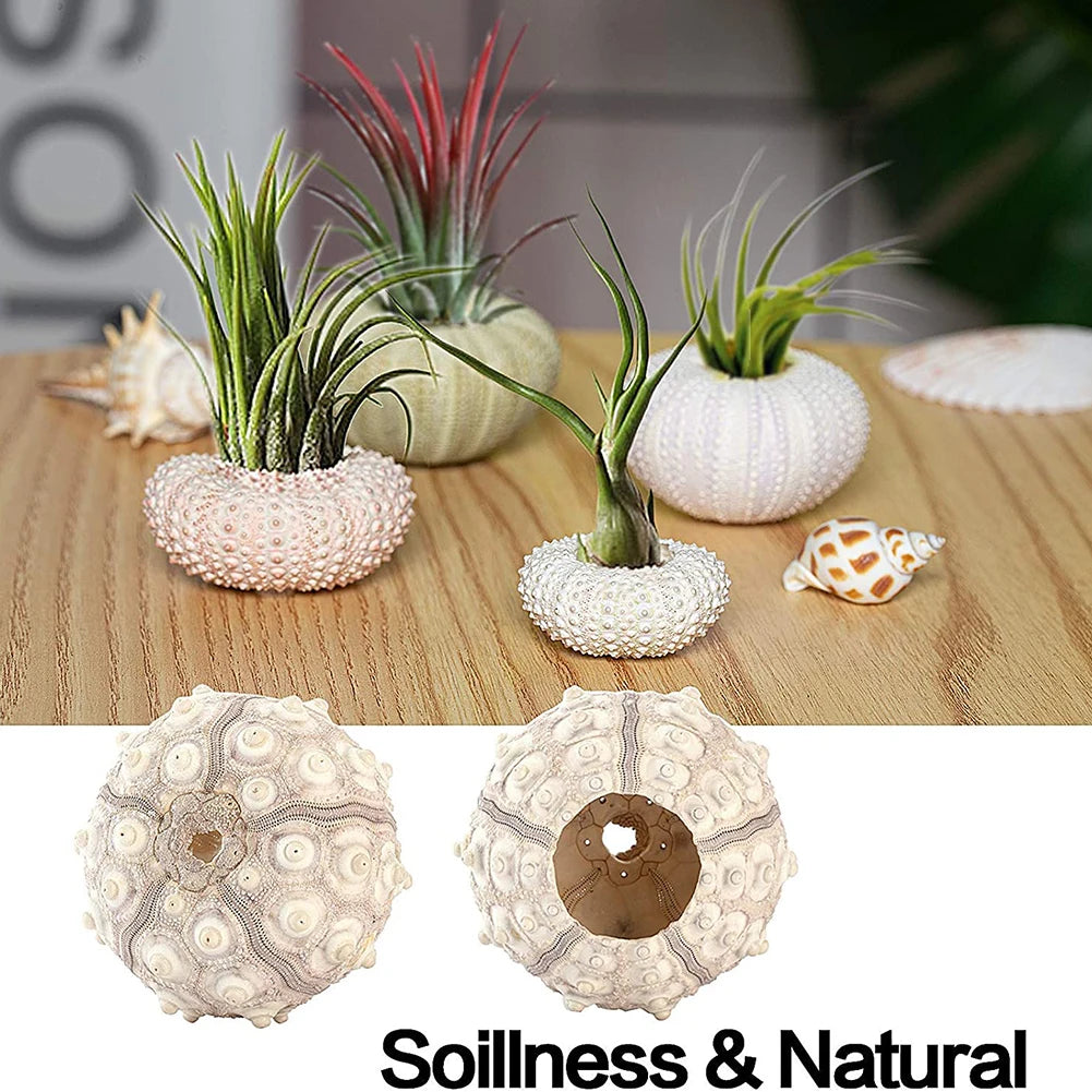 Natural Sea Urchin Shell Plant Pots Mini Marine Aquarium Home Decor