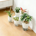 Transparent Self-Watering Hydroponic Plant Pot