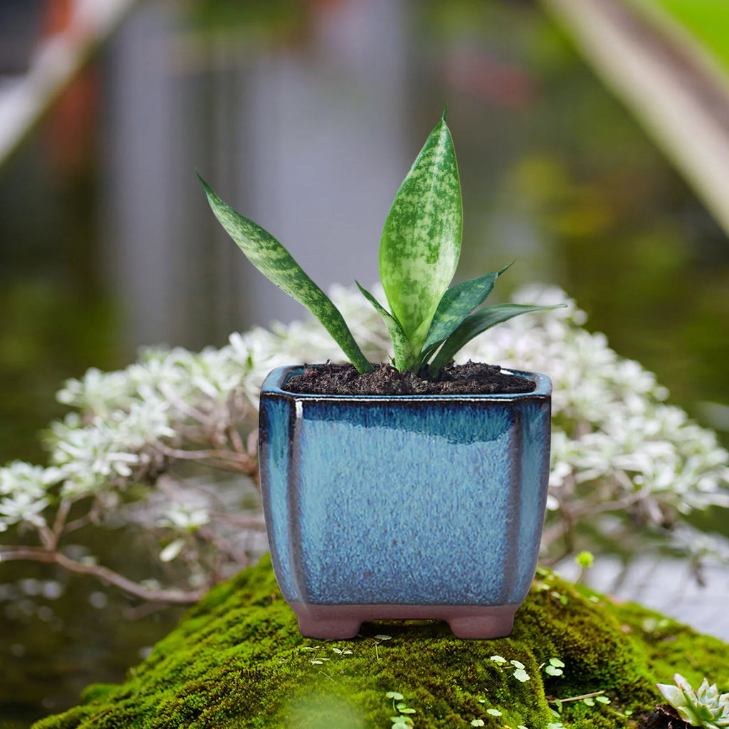 Ceramic Succulent Flower Pot with Vent & Drainage