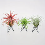 Metal Desktop Flower Rack for Air Plants