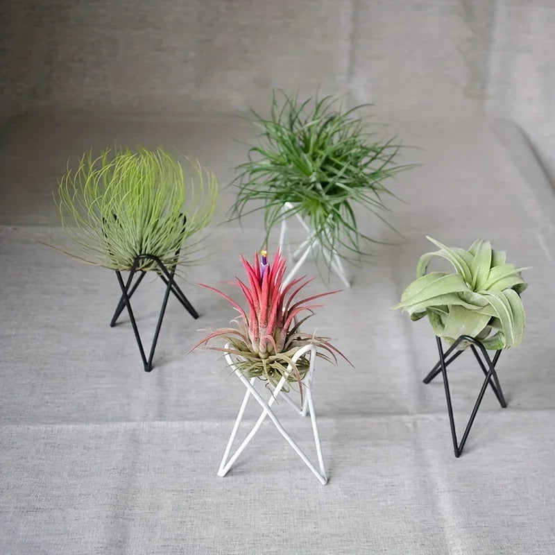 Metal Desktop Flower Rack for Air Plants