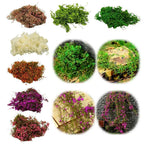 Simulated Micro-Landscape Mini Tree – Silk & Sponge