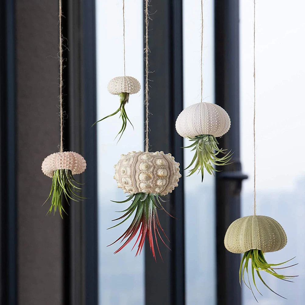 Natural Sea Urchin Shell Plant Pots Mini Marine Aquarium Home Decor