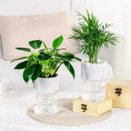 Self-Watering Transparent Plastic Succulent Pot