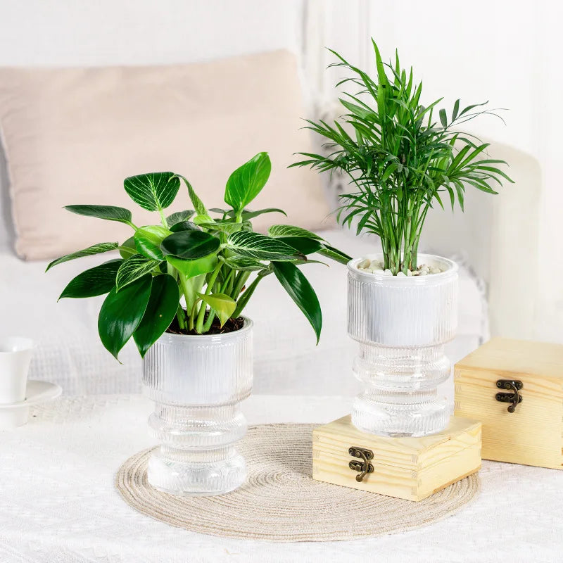 Self-Watering Transparent Plastic Succulent Pot