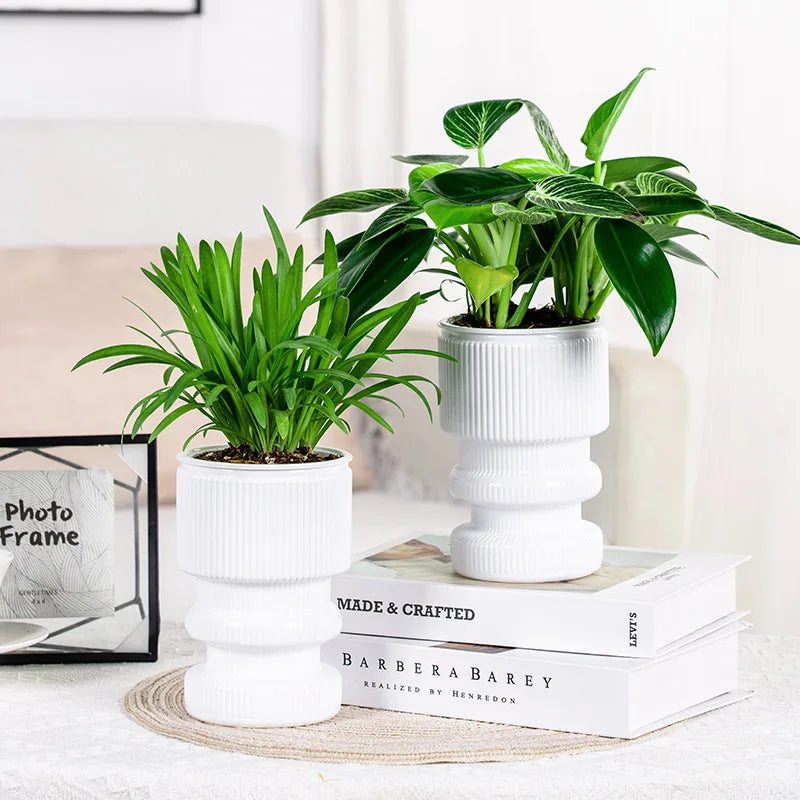 Self-Watering Transparent Plastic Succulent Pot