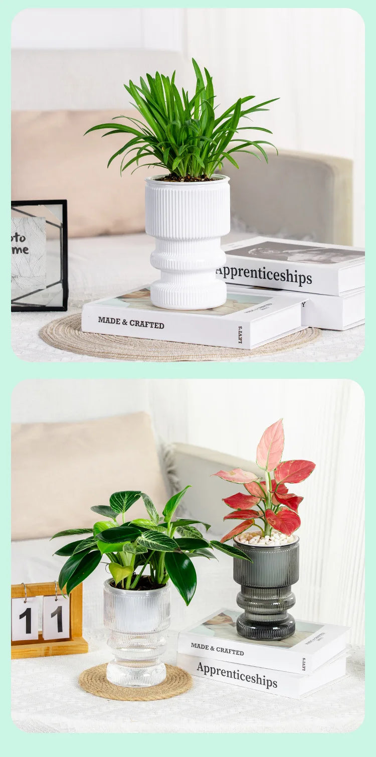 Self-Watering Transparent Plastic Succulent Pot