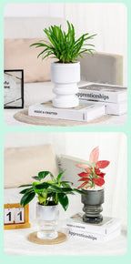 Self-Watering Transparent Plastic Succulent Pot