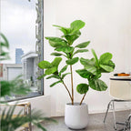 77–135cm Artificial Fiddle Leaf Ficus Fig Tree