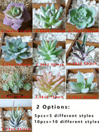 Artificial Grass Plant Desktop Outdoor Decoration for Bridal Shower