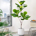 77–135cm Artificial Fiddle Leaf Ficus Fig Tree