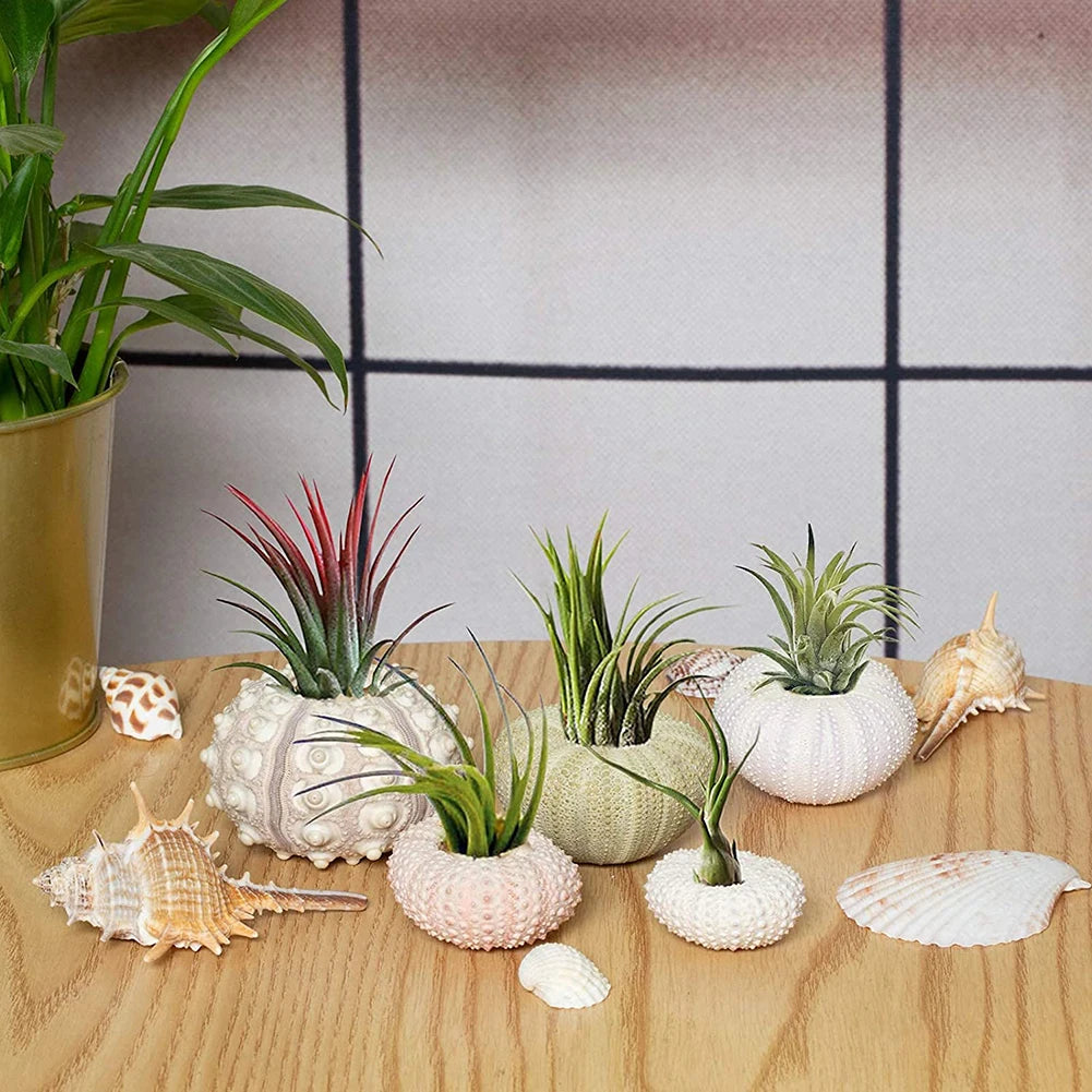 Natural Sea Urchin Shell Plant Pots Mini Marine Aquarium Home Decor