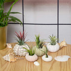 Natural Sea Urchin Shell Plant Pots Mini Marine Aquarium Home Decor