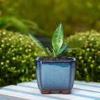 Ceramic Succulent Flower Pot with Vent & Drainage