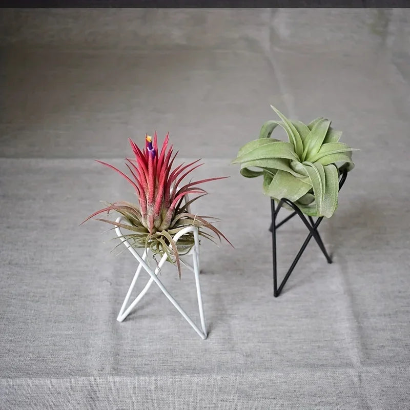 Metal Desktop Flower Rack for Air Plants