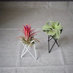 Metal Desktop Flower Rack for Air Plants