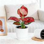 Self-Watering Resin Succulent Planter Pot