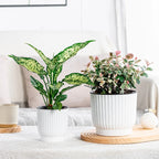 Self-Watering Resin Succulent Planter Pot