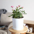 Double Layer Mesh Orchid Pot with Drainage Holes