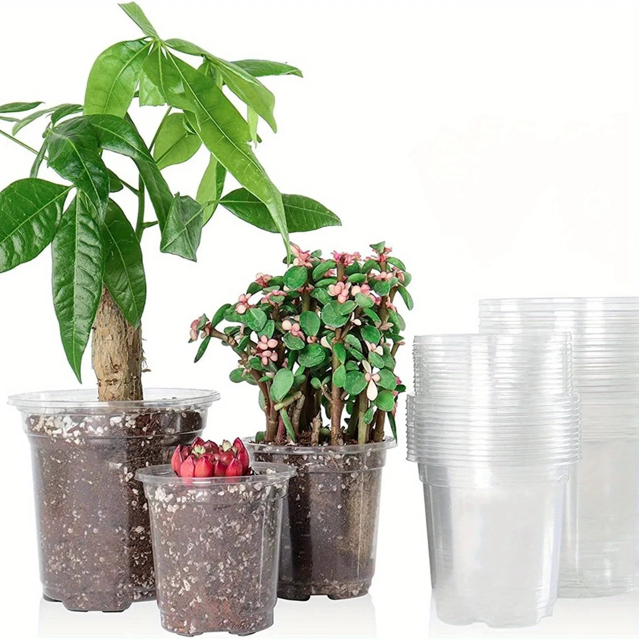 Transparent Plastic Nursery Pots with Drainage Holes
